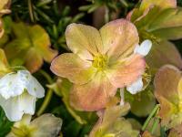 Schneerose rötlich orange